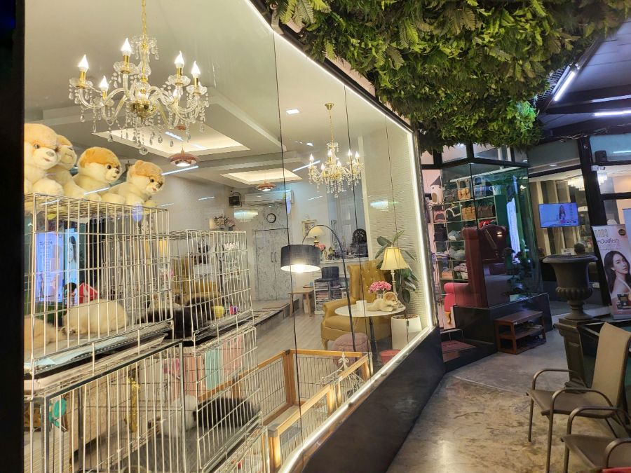 Luxury pet shop online